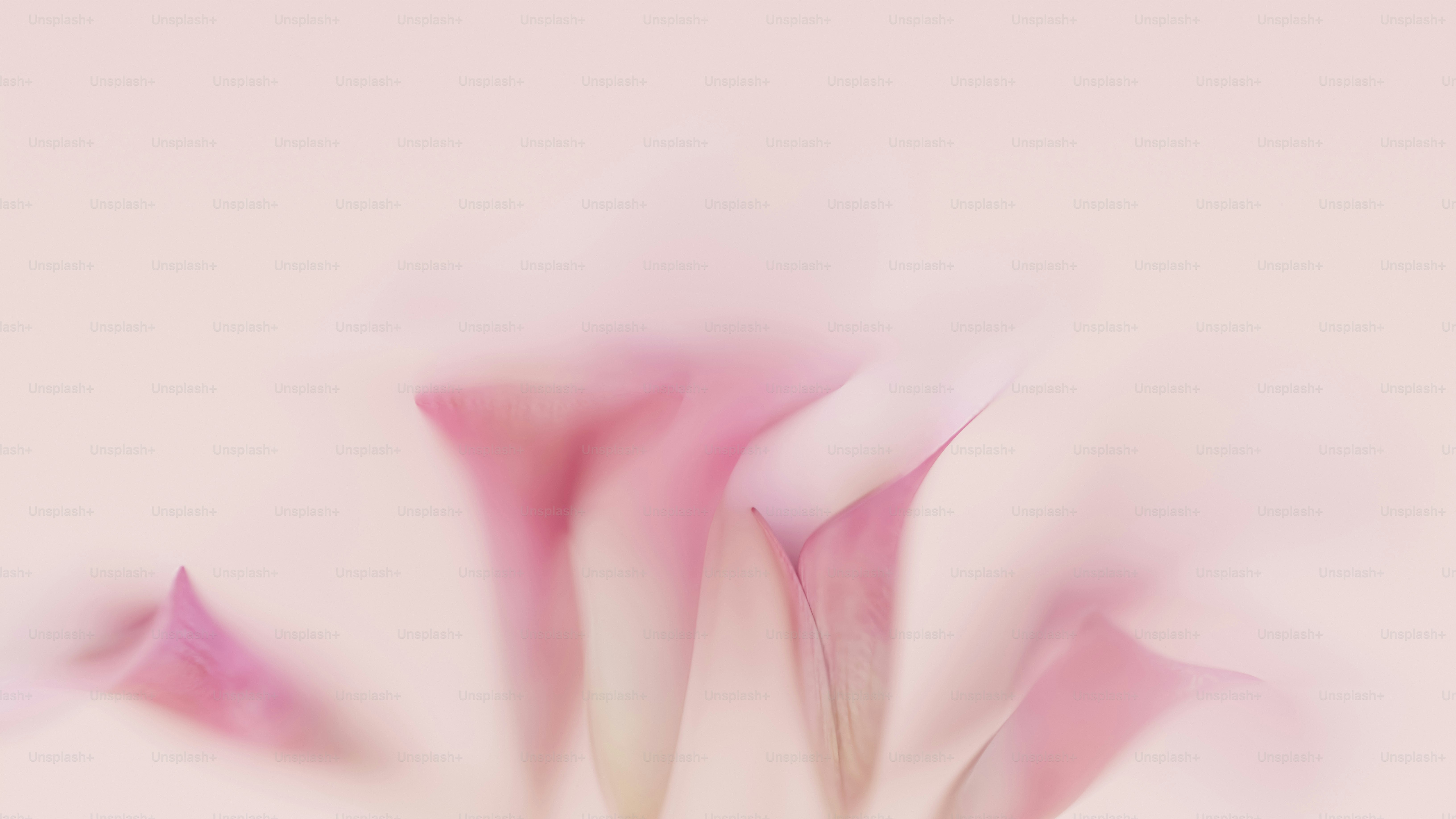 a blurry photo of pink flowers on a pink background